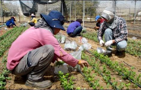 Llegan a las granjas israelíes trabajadores agrícolas de Malawi y Kenia